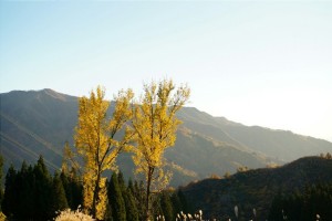 新潟 八海山 紅葉 イチョウ